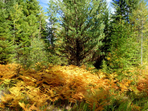 Ferns are already turning to Fall colors.